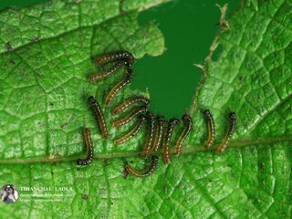 Symbrenthia lilaea lilaea