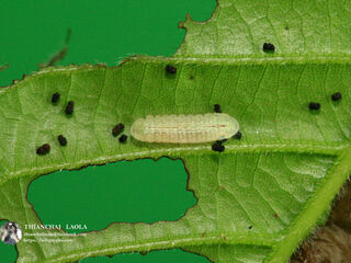 Arhopala paramuta paramuta