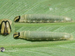 Ancistroides feisthamelii alysos