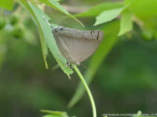 Purlisa gigantea gigantea