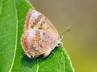 Arhopala agaba agaba