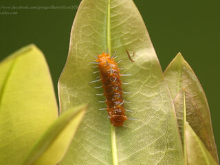 Thamala marciana ssp.