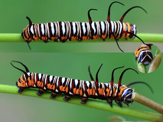 Euploea mulciber mulciber