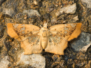 Tapena vasava vasava