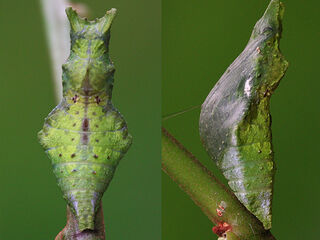 Papilio castor mahadeva