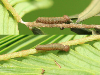 Pantoporia hordonia hordonia