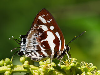 Iraota rochana pandara