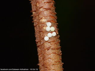 Semanga superba deliciosa