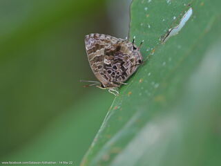 Lycaenidae (วงศ์ผีเสื้อสีน้ำเงิน)