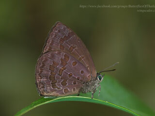 Arhopala arvina aboe