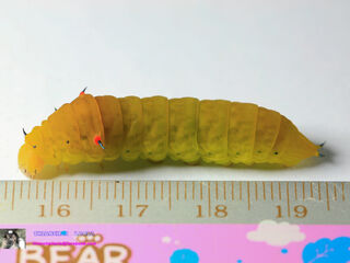 Graphium agamemnon agamemnon