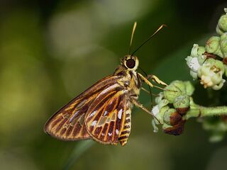 Pyroneura latoia latoia