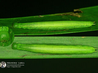 Mandarinia regalis baronesa