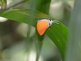 Manto hypoleuca terana
