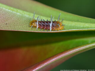 Thamala marciana marciana