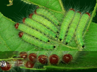 Simiskina phalia potina