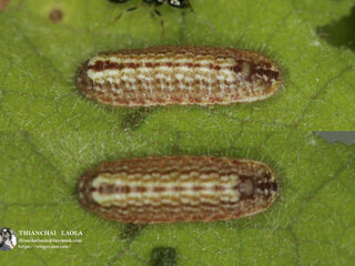 Luthrodes pandava pandava