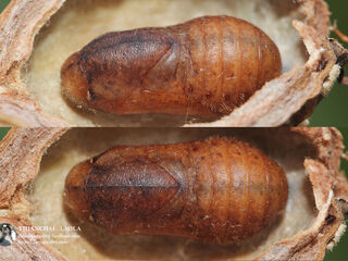 Virachola perse perse