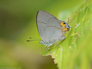 Britomartis cleoboides viga