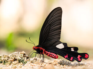 Byasa dasarada barata