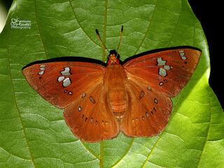 Capila phanaeus ferrea