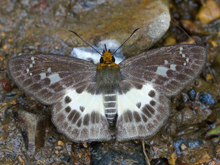 Gerosis phisara phisara