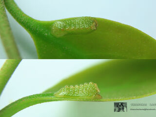 Tajuria cippus cippus