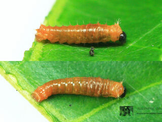 Papilio demolion demolion