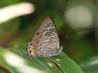 Poritia erycinoides phraatica