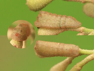 Pratapa icetoides icetoides