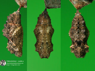 Stibochiona nicea subucula