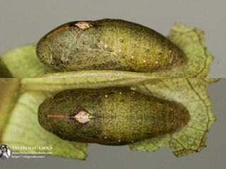 Anthene emolus emolus