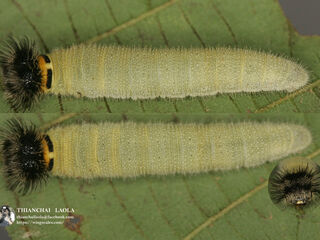 Abaratha agama agama