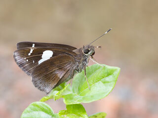 Ancistroides curvifascia curvifascia