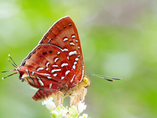 Spindasis vixinga davidsoni