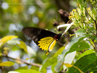 Troides cuneifera paeninsulae