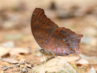 Terinos clarissa lioneli