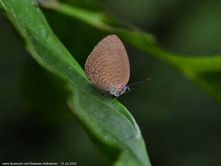 Arhopala inornata inornata