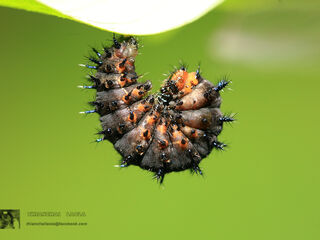 Junonia orithya ocyale