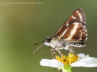 Sebastonyma dolopia dolopia