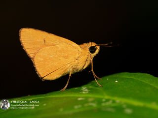 Hesperiidae (วงศ์ผีเสื้อบินเร็ว)