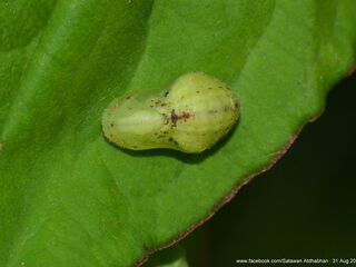 Heliophorus epicles tweediei