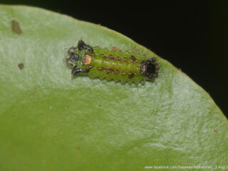 Semanga superba deliciosa