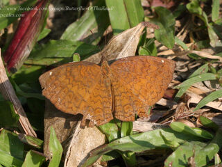 Ariadne merione ginosa