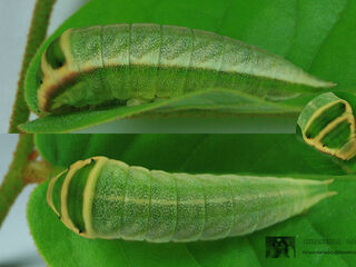 Graphium antiphates nebulosus