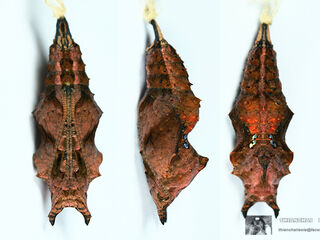 Nymphalis canace canace