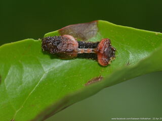 Tajuria mantra mantra