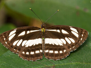 Neptis hylas kamarupa