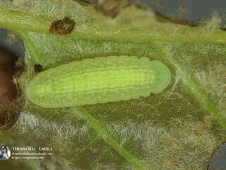 Arhopala rama ramosa