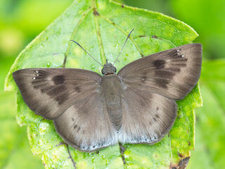 Tagiades gana meetana